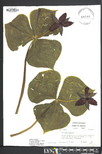 Trillium erectum image