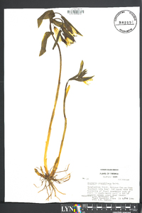 Uvularia grandiflora image