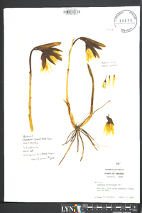 Uvularia grandiflora image