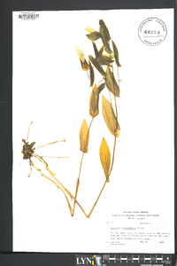 Uvularia grandiflora image
