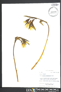 Uvularia grandiflora image