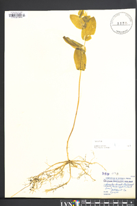 Uvularia perfoliata image