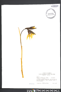 Uvularia grandiflora image