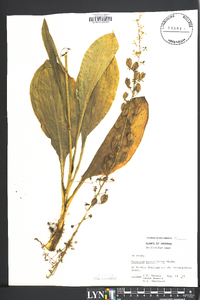 Veratrum parviflorum image