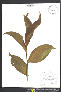 Veratrum viride image