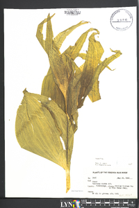 Veratrum viride image