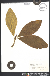 Magnolia tripetala image