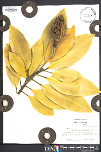 Magnolia grandiflora image