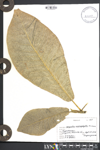 Magnolia macrophylla image