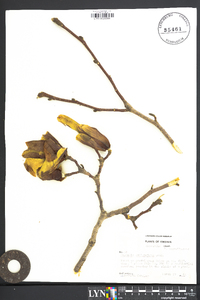 Magnolia soulangeana image