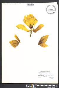 Magnolia soulangeana image
