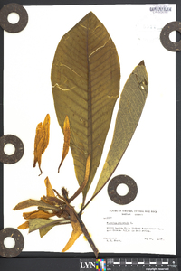 Magnolia tripetala image