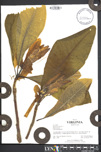 Magnolia tripetala image