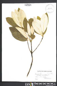 Magnolia virginiana image