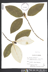 Magnolia virginiana image