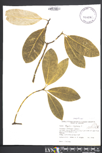 Magnolia virginiana image