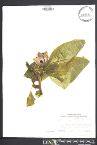 Magnolia acuminata image