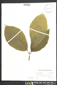 Magnolia acuminata image