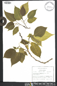 Broussonetia papyrifera image