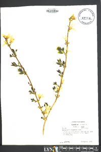 Forsythia viridissima image