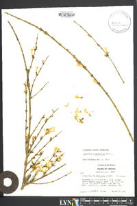 Forsythia viridissima image