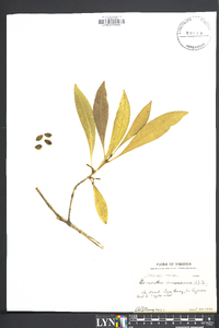 Osmanthus americanus image