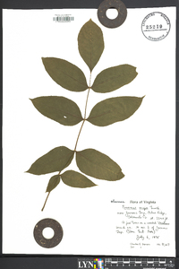 Fraxinus nigra image