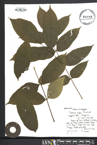 Fraxinus nigra image