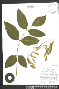 Fraxinus nigra image