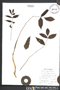 Fraxinus nigra image