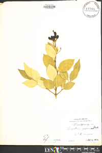 Ligustrum japonicum image