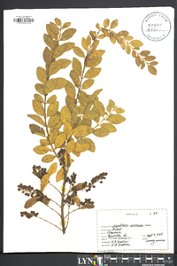 Ligustrum sinense image