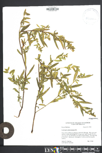 Ludwigia sphaerocarpa image