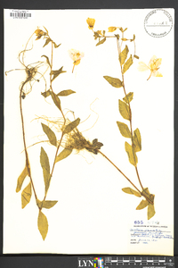 Oenothera tetragona image