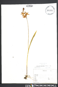 Calopogon tuberosus var. tuberosus image