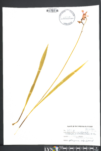 Calopogon tuberosus var. tuberosus image