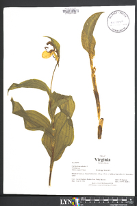 Cypripedium parviflorum var. pubescens image