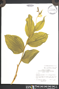 Cypripedium parviflorum var. pubescens image