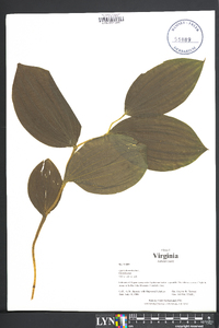 Cypripedium parviflorum var. pubescens image