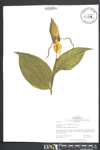 Cypripedium parviflorum var. pubescens image