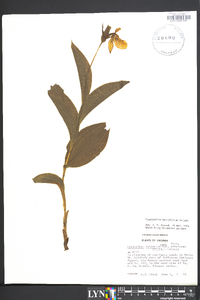 Cypripedium parviflorum var. pubescens image