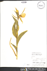 Cypripedium parviflorum var. pubescens image