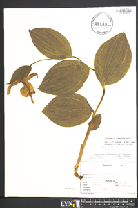 Cypripedium parviflorum var. pubescens image