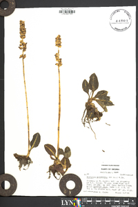 Goodyera pubescens image