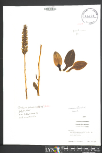 Goodyera pubescens image