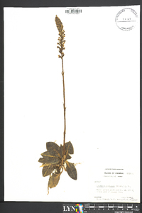 Goodyera pubescens image