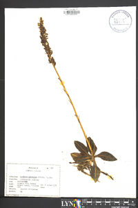 Goodyera pubescens image