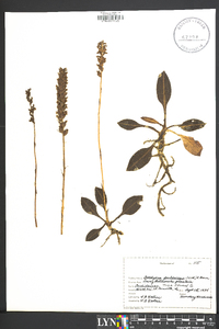 Goodyera pubescens image