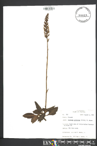 Goodyera pubescens image