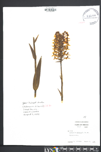 Platanthera ciliaris image